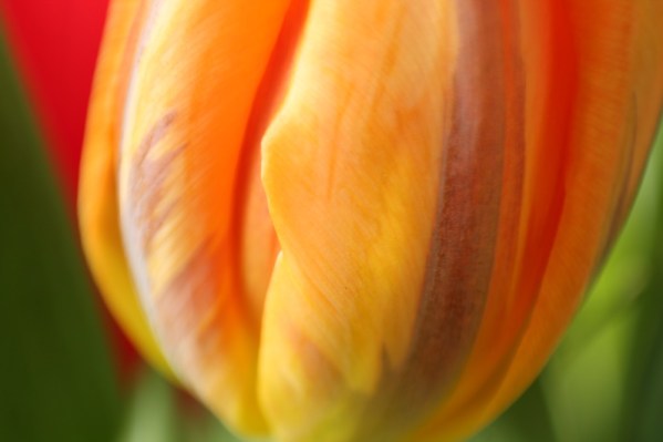 Makro Tulpe #3