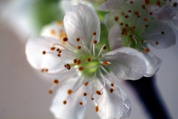 Makro Kirschblüten #1