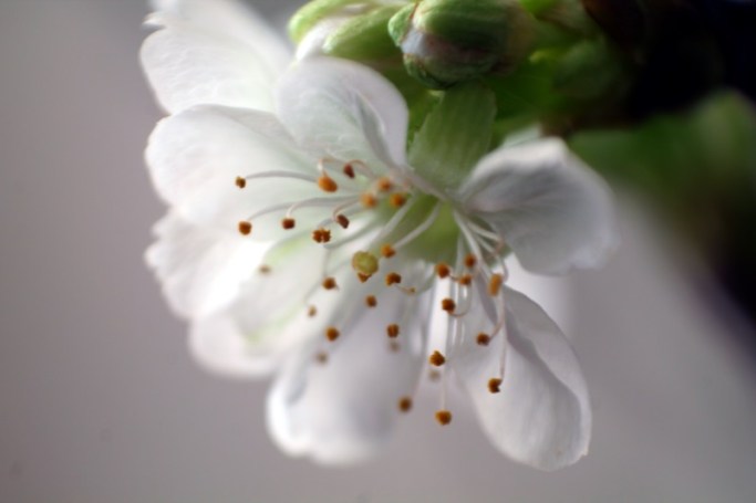 Makro Kirschblüten #2