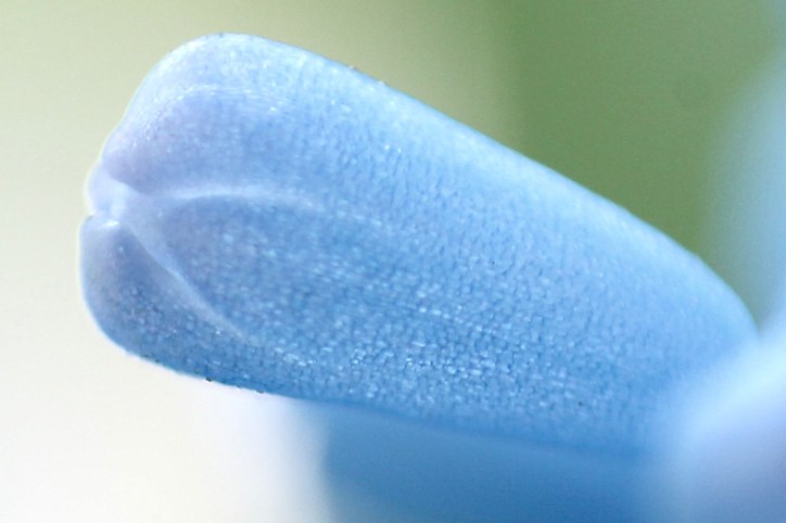 Traubenhyazinthen #1