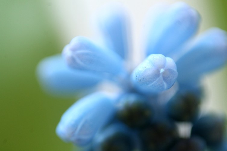 Traubenhyazinthen #3
