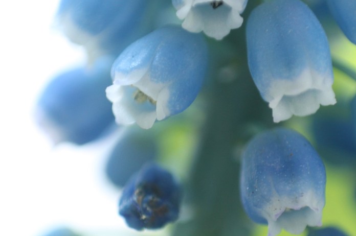 Traubenhyazinthen #4