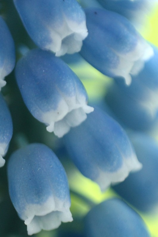 Traubenhyazinthen #5