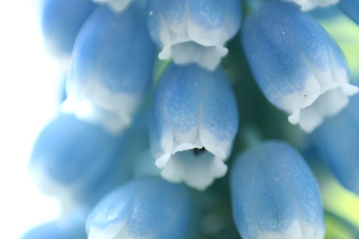 Traubenhyazinthen #6