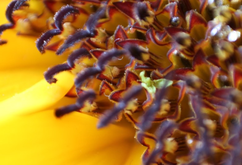 Makro Sonnenblume #1