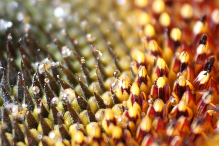 Makro Sonnenblume #2