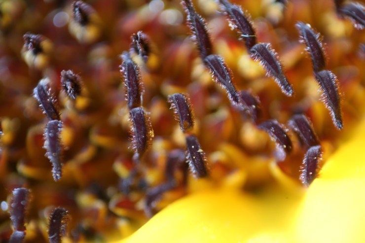 Makro Sonnenblume #5